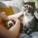 Témoignage d'un responsable de crématorium pour animaux