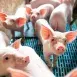 Témoignage d'un éleveur de porcs