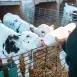 Témoignage d'un éleveur de veaux